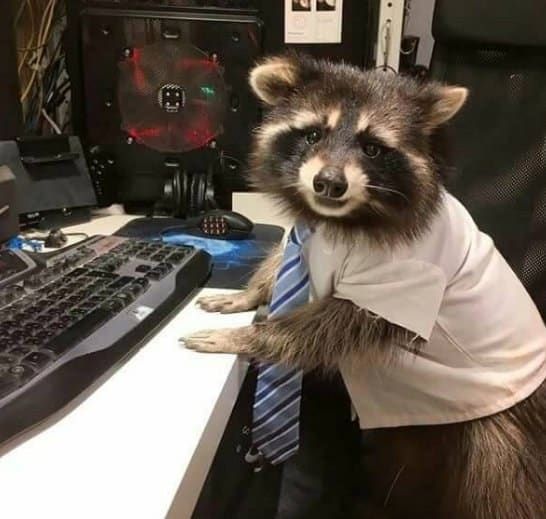 Mapache trabajando